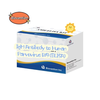 Antikörper gegen Parvovirus B19 IgM ELISA-Test-Kit Diagnosekit