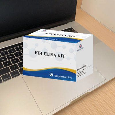 Für Labor- oder Krankenhausversuche mit hoher Genauigkeit Thyroxinfrei FT4 Elisa Testkit