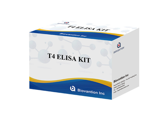 Thyroxin T4 Elisa Detektions-Kit Hochgenaue Detektion Krankenhaus- und Laborgebrauch