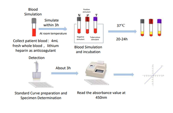 Tuberkulose-Interferon-Gamma-Freisetzungstest Elisa-Kit Hergestellt von Biovantion