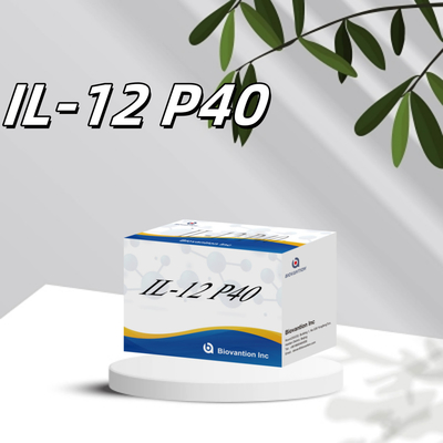 96 T Serum 98% Spezifität ELISA RUO Test Kit Mensch IL-12 P40