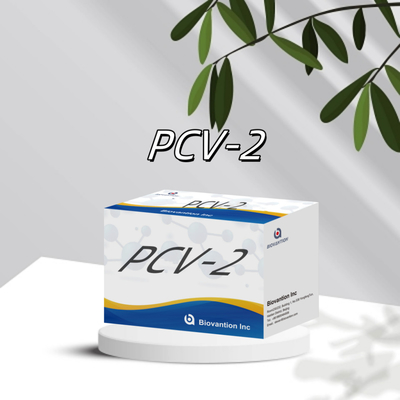 WB/S/P PCV-2 ELISA-Test für tierische Antikörper Veterinärreagenzien