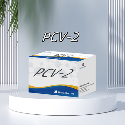 WB/S/P PCV-2 ELISA-Test für tierische Antikörper Veterinärreagenzien