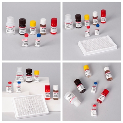 Biovantion CMV 18 Monate Haltbarkeit IVD ELISA Serum Plasma Test Kit