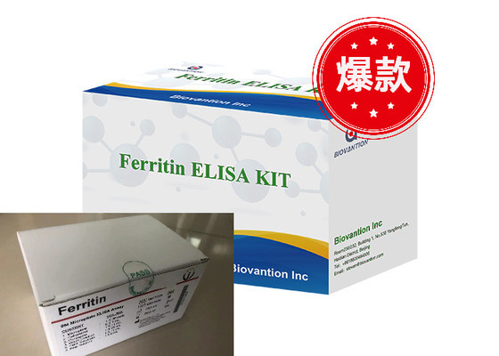 Ferritin Elisa Testkit Enzymgebundene Produkte Kurze Transportzeit Hohe Qualität