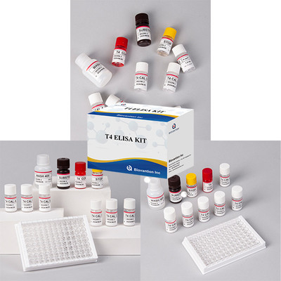Häufig verwendete Schilddrüsenhormonprobe T4 Triiodothyronin ELISA TEST KIT