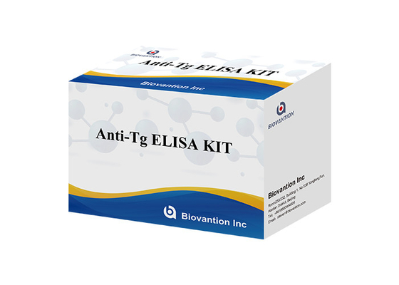 Anti-Tg-ELISA-Test-Kit Thyroglobulin Ab in vitro zur quantitativen Bestimmung
