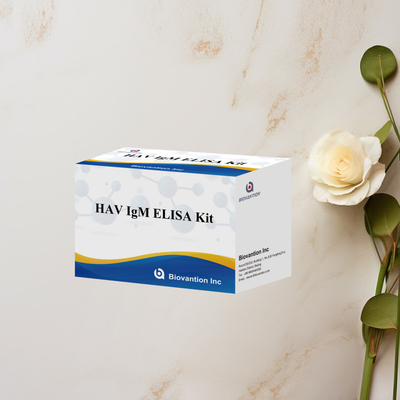HAV IgM ELISA Kit Hohe Empfindlichkeit Hepatitis A Viruserkennung Zuverlässiger genauer Diagnosetest für klinische Laboratorien