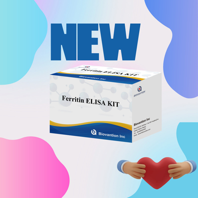 Biovantion Hohe Empfindlichkeit Ferritin Elisa Testkit Quantitative Detektion für klinische Diagnostik und Forschung Nutzung menschlicher Serumplasmaproben