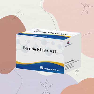 Biovantion Hohe Empfindlichkeit Ferritin Elisa Testkit Quantitative Detektion für klinische Diagnostik und Forschung Nutzung menschlicher Serumplasmaproben