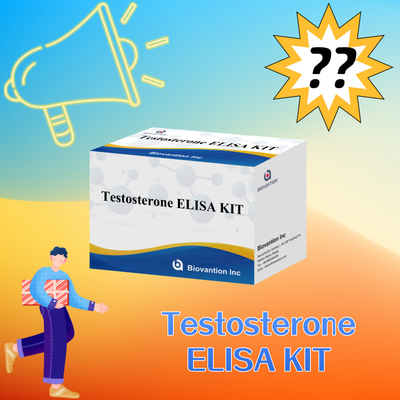 Testosteron-Antikörper-Test-Kit genaue und empfindliche Erkennung