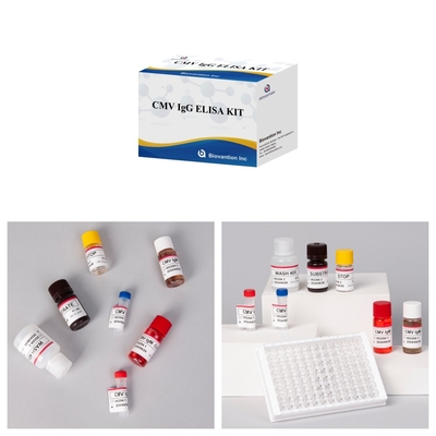 Hochempfindliches CMV-Elisa-Test-Kit für genaue und präzise Ergebnisse