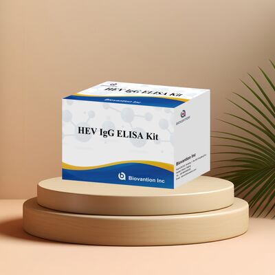 Hochsensitiver HEV-IgG ELISA Testkit mit 96T Größe und 18 Monaten Haltbarkeit für die Hepatitis E Diagnose